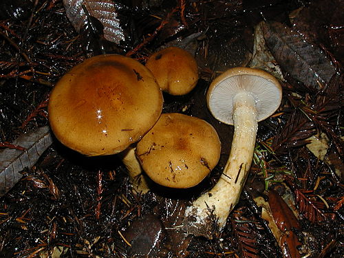 Cortinarius mucosus